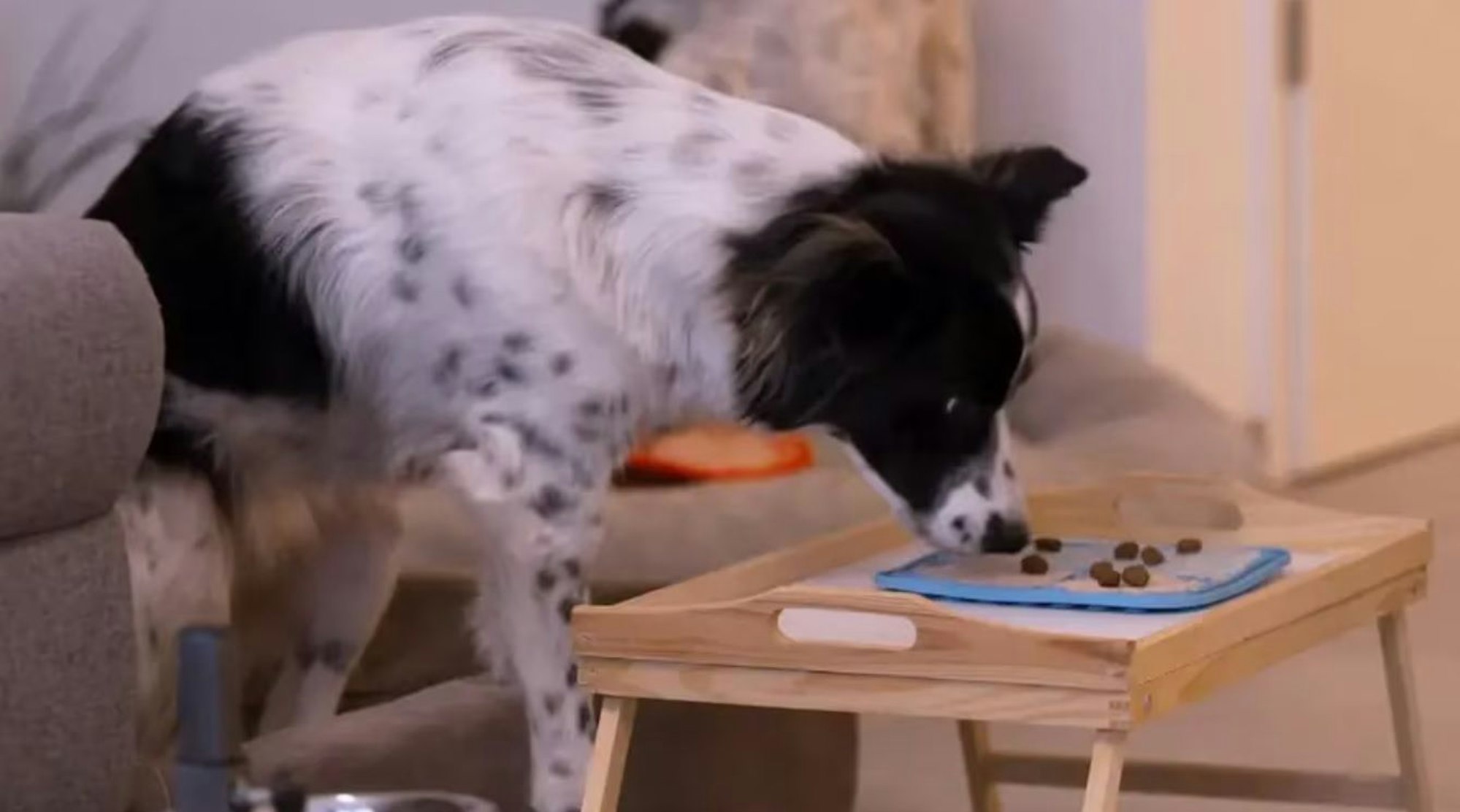 „Die Unvermittelbaren“: Zuschauer spotteten über den dreibeinigen Matze, Hundetrainer Martin Rütter reagierte daraufhin ungehalten.