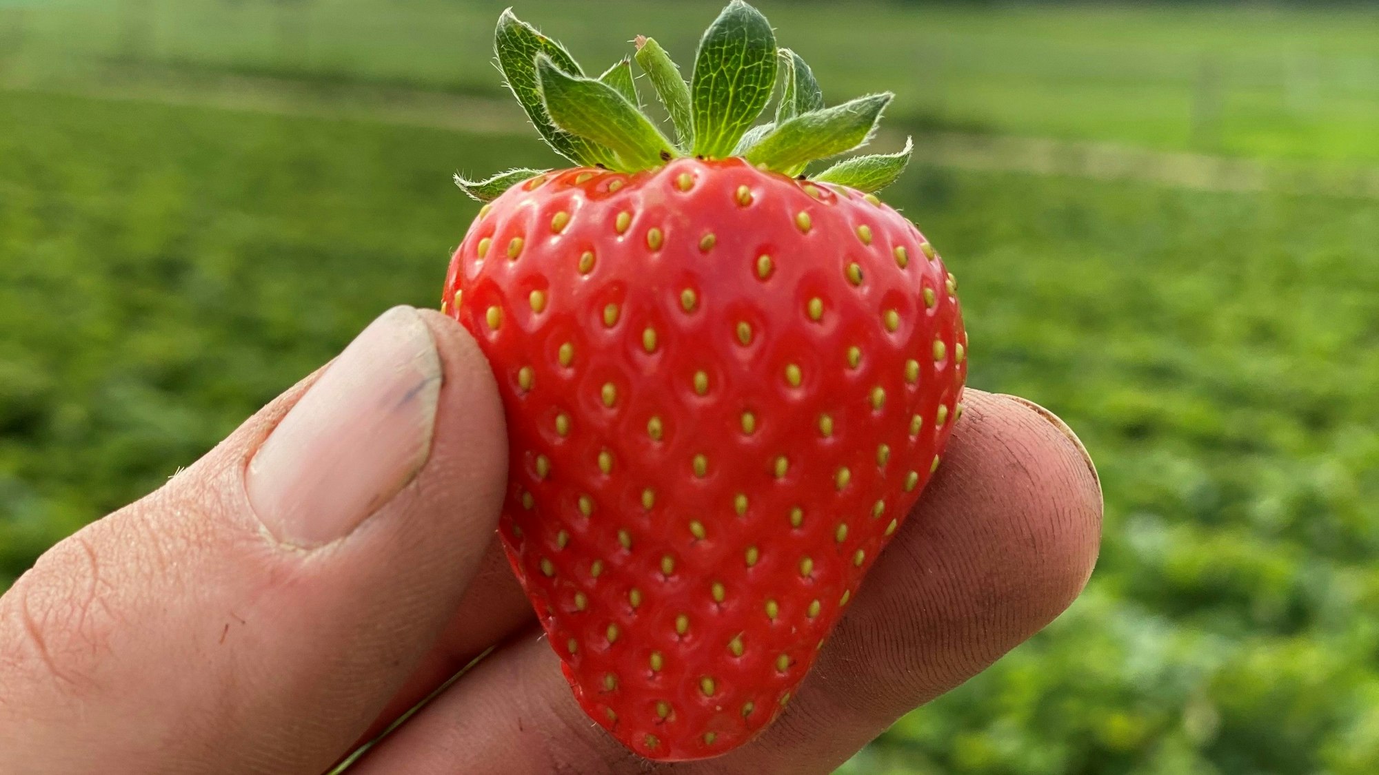 Erdbeerfelder zum Selbstpflücken, Gut Nesselrath
