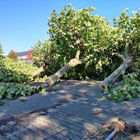 Die gefällten Platanen am Stadtpark