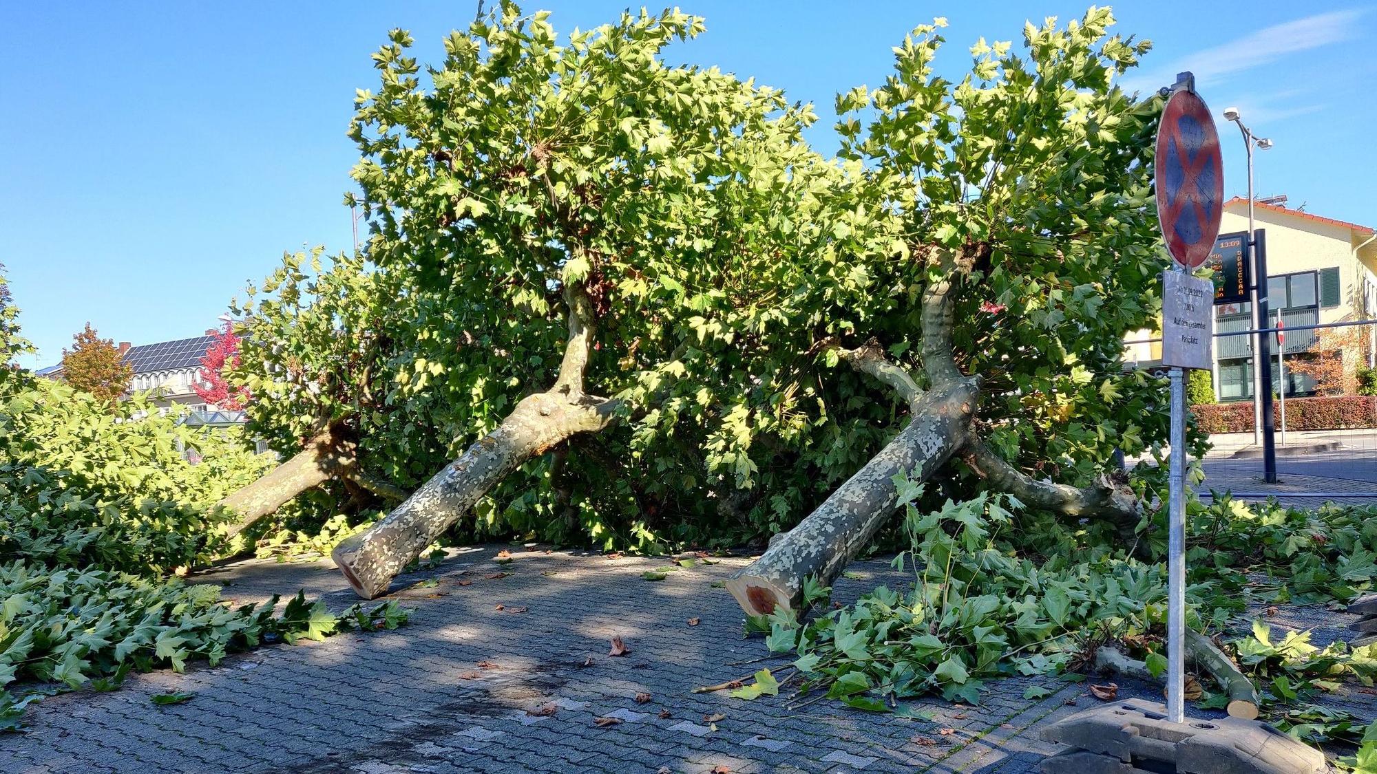 Die gefällten Platanen am Stadtpark