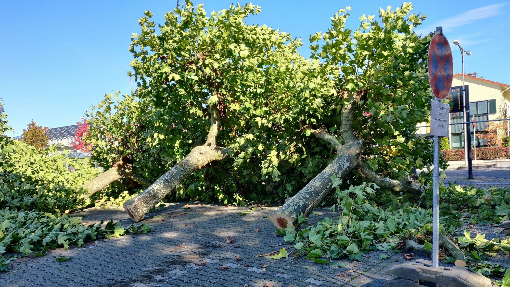 Die gefällten Platanen am Stadtpark