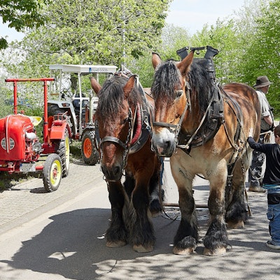 Zwei Kaltblutpferde warten geduldig neben geparkten Oldtimer-Tranktoren.