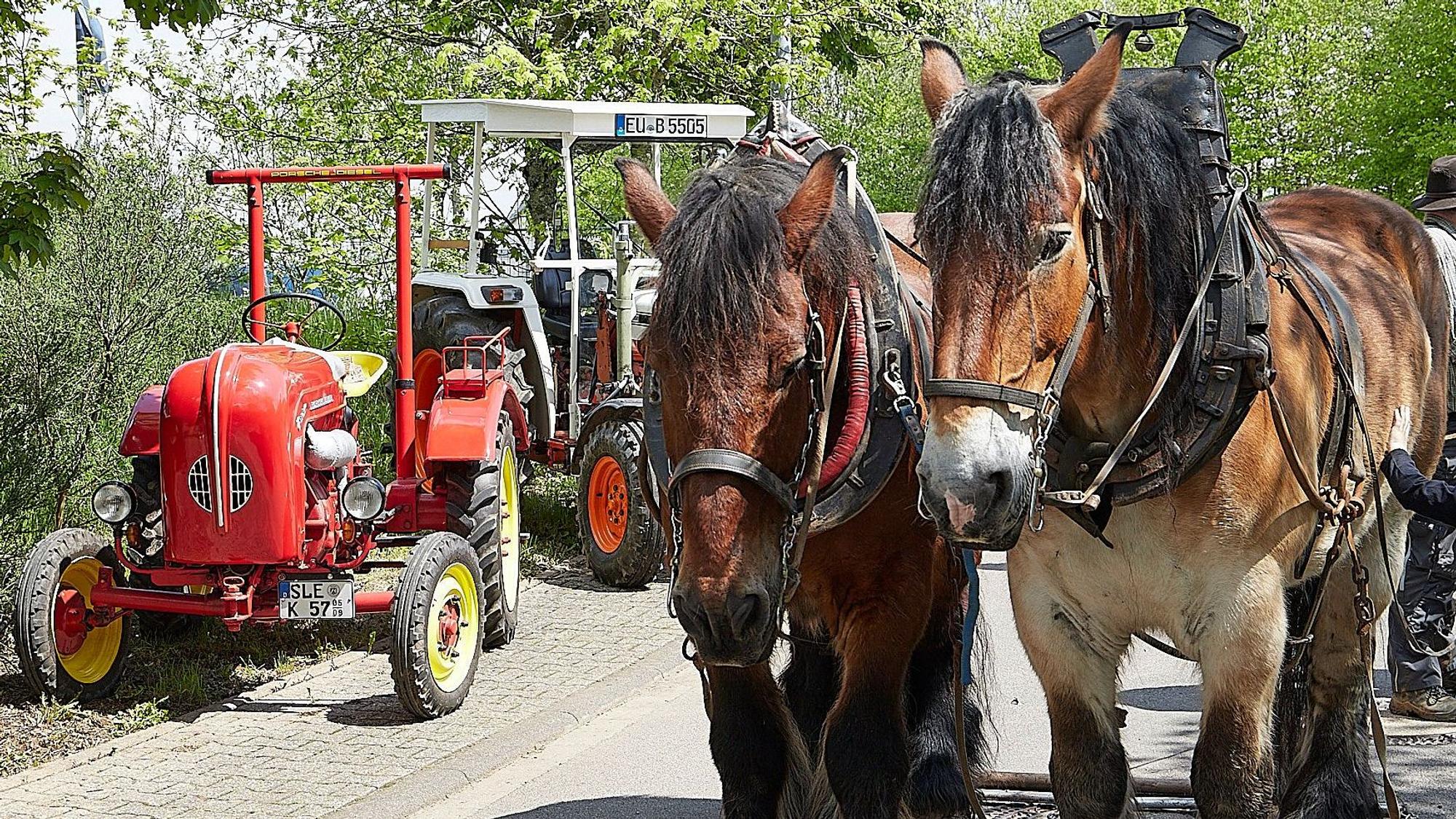 Zwei Kaltblutpferde warten geduldig neben geparkten Oldtimer-Tranktoren.