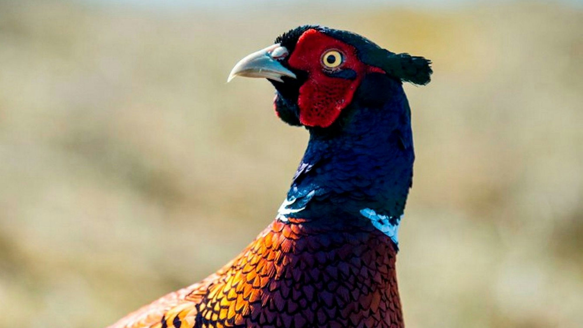 Das Bild zeigt einen Fasan.