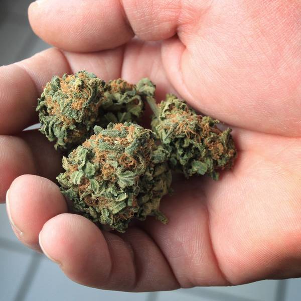 Ein Mann hält eine getrocknete Cannabisblüte in der Hand.