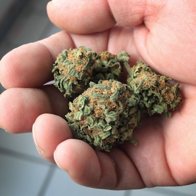 Ein Mann hält eine getrocknete Cannabisblüte in der Hand.