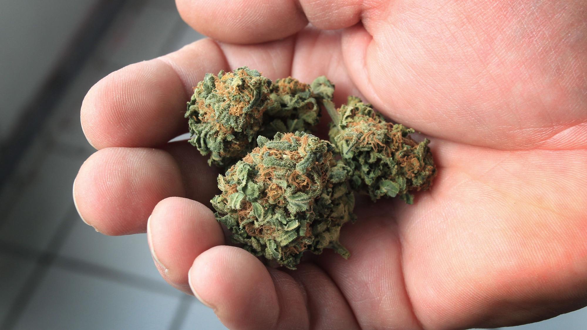 Ein Mann hält eine getrocknete Cannabisblüte in der Hand.