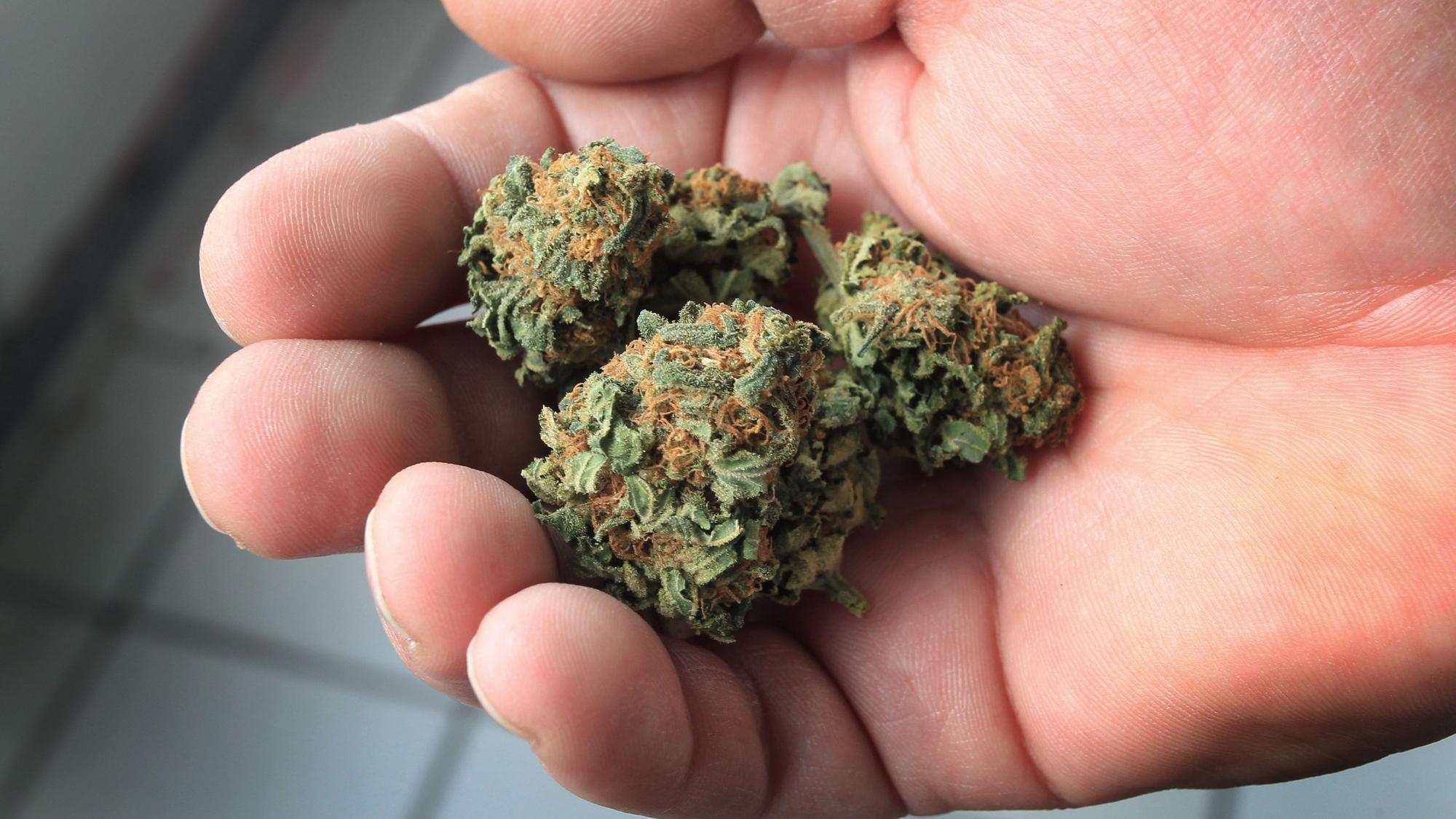 ARCHIV - Ein Mann hält getrocknete Cannabisblüten in der Hand.