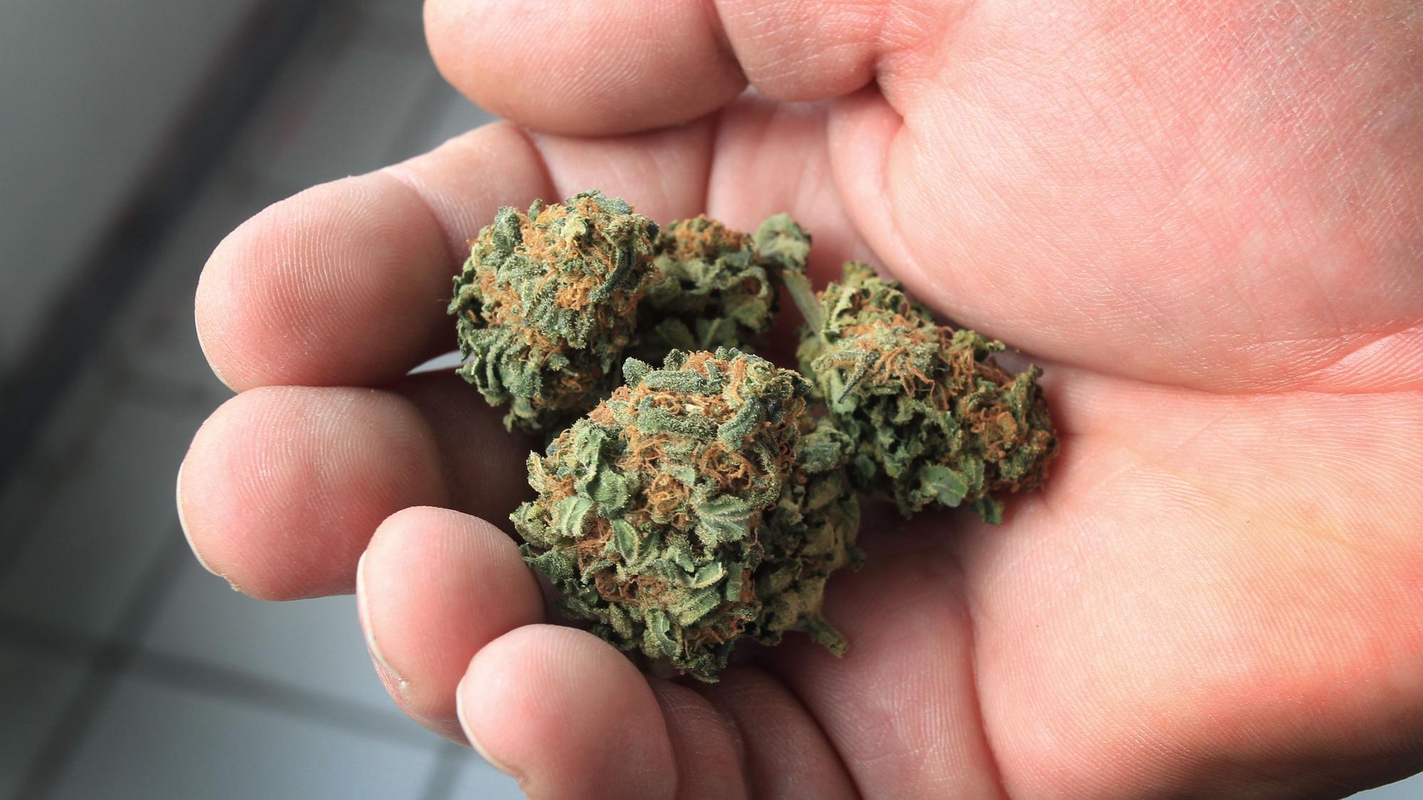 Ein Mann hält getrocknete Cannabisblüten in der Hand.