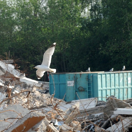 Das Foto zeigt eine Möwe, die über dem Abbruchgelände kreist.