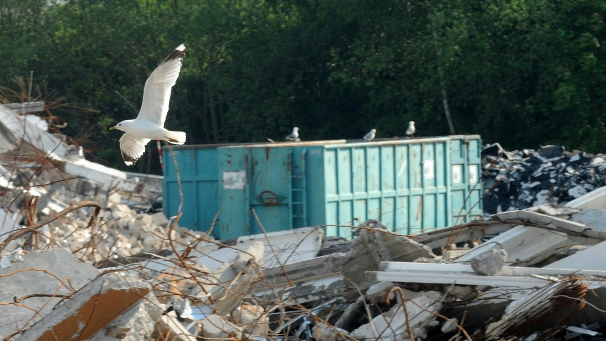 Das Foto zeigt eine Möwe, die über dem Abbruchgelände kreist.