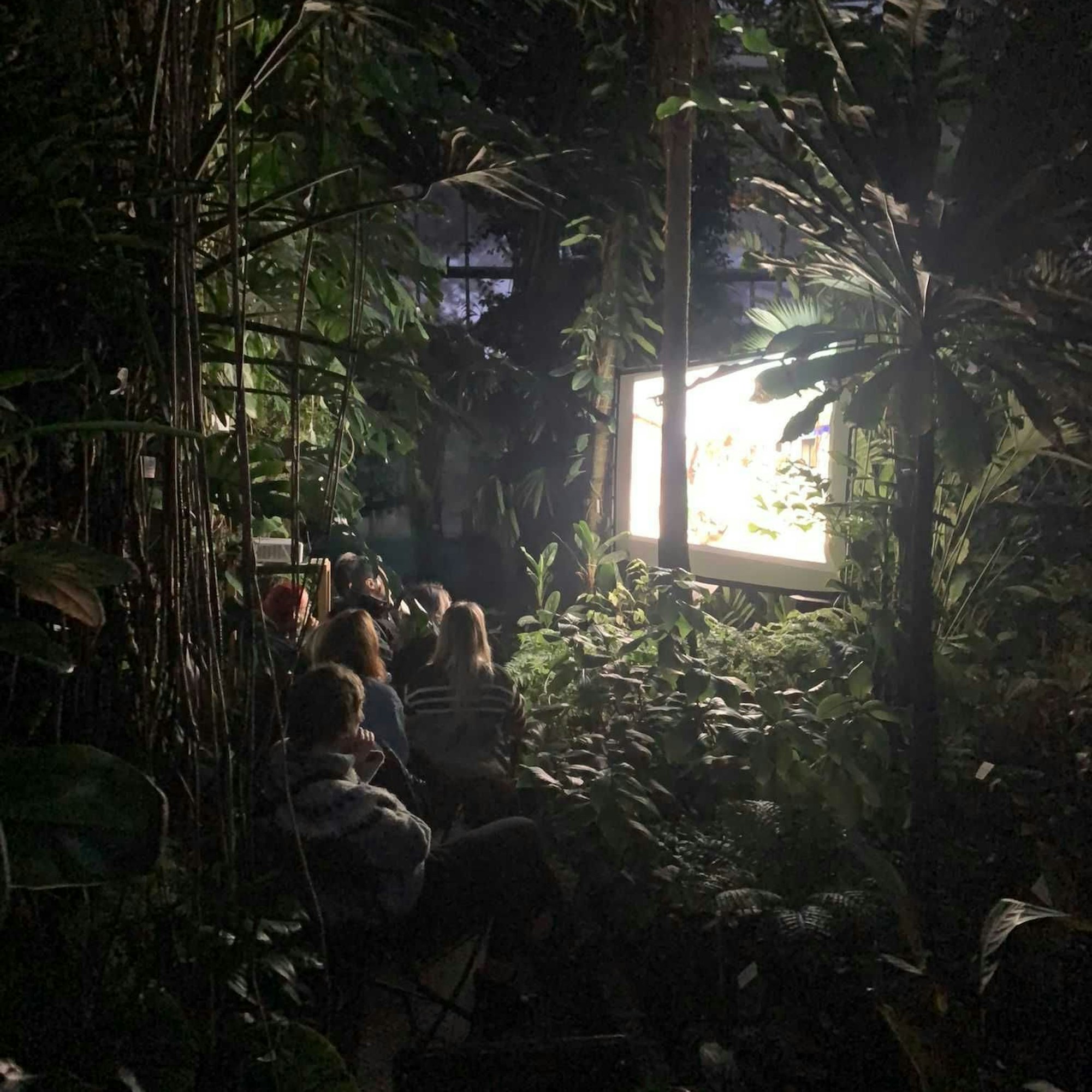 Es ist dunkel, eine Leinwand strahlt hell inmitten von grünen Palmen und anderen tropischen Pflanzen, inmitten derer die Zuschauerinnen und Zuschauer den Film anschauen.