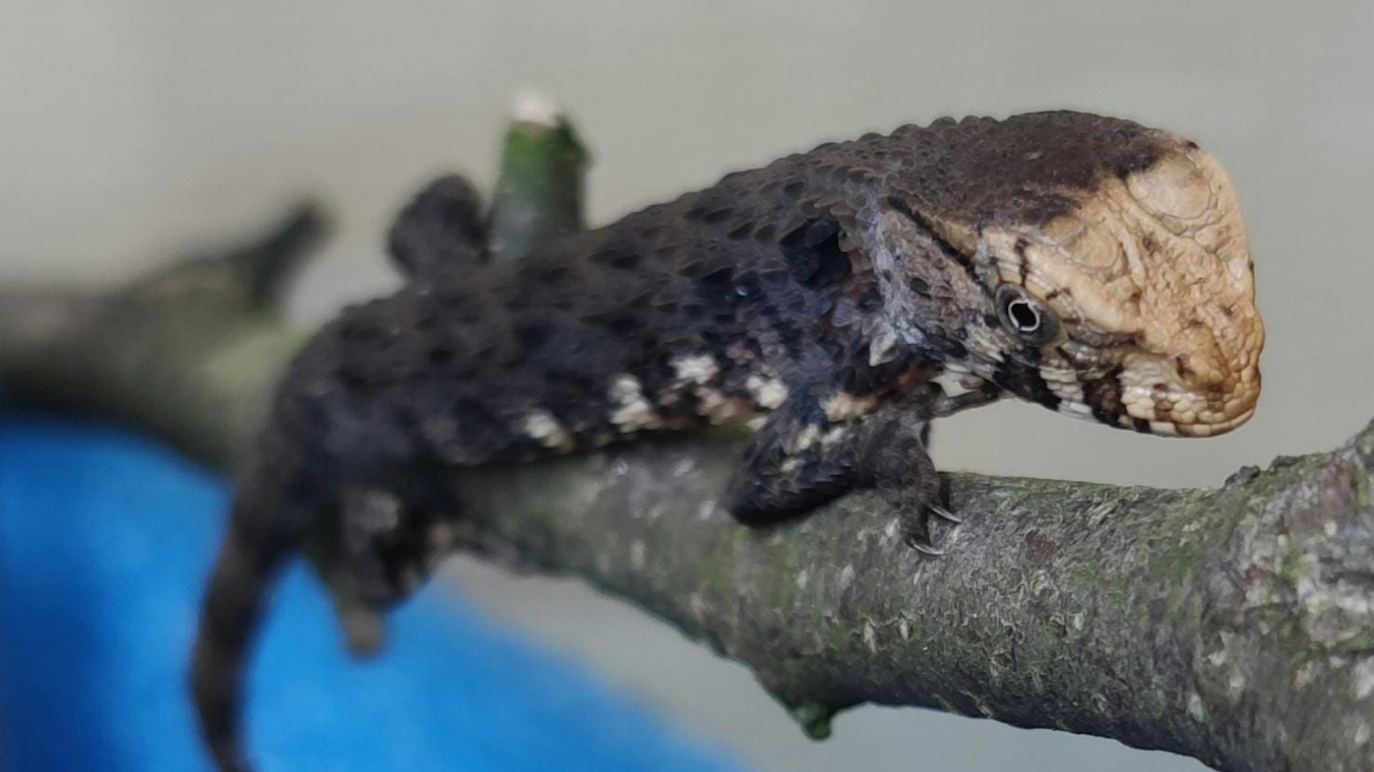 Sechs Jungtiere der Vietnamesischen Krokodilschwanzechse wurden nun im Kölner Zoo geboren.