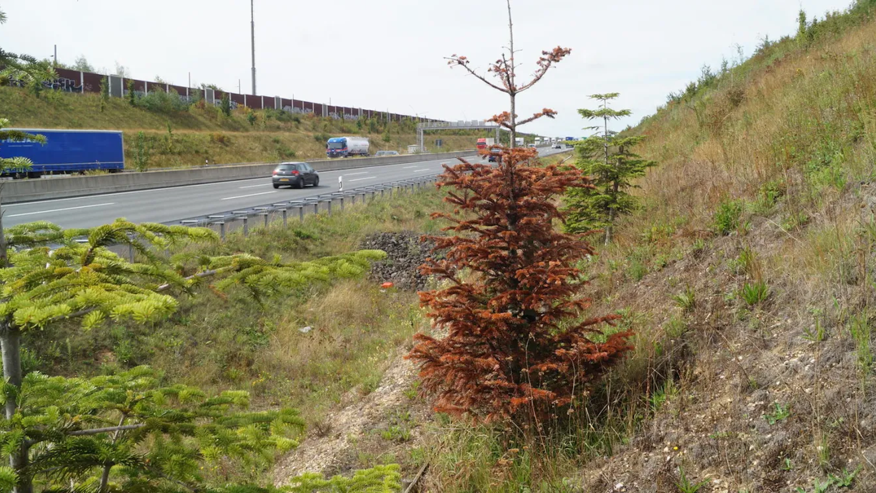 Auf dem Foto ist eine vertrocknete Weißtanne zu sehen.