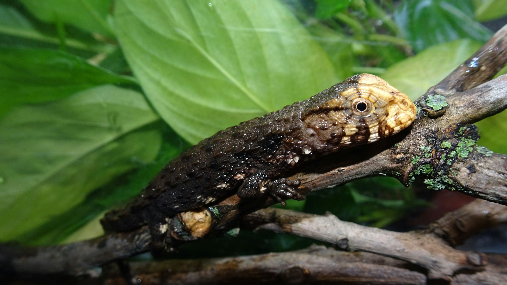 Die Vietnamesische Krokodilschwanzechse.