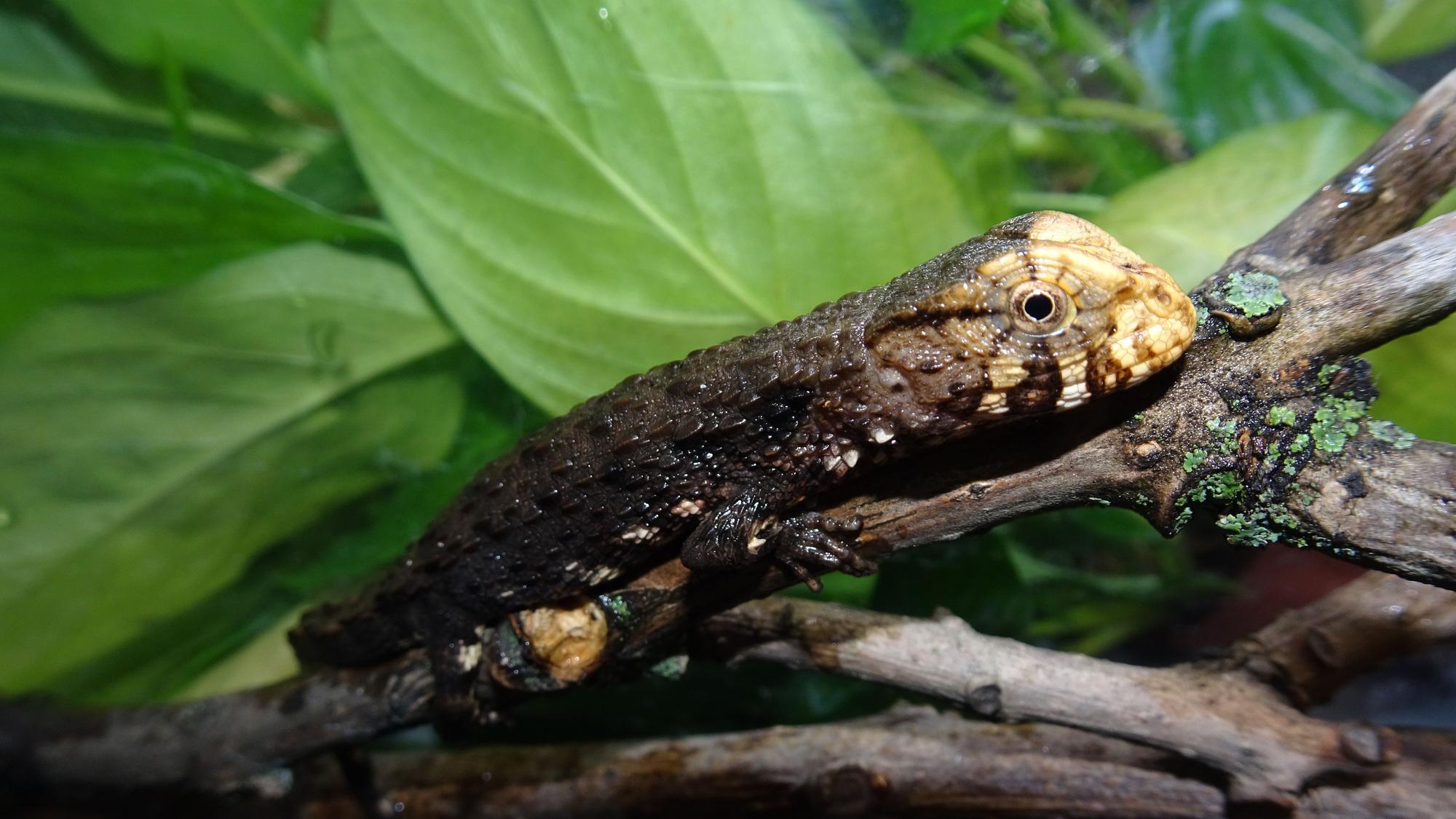 Die Vietnamesische Krokodilschwanzechse.