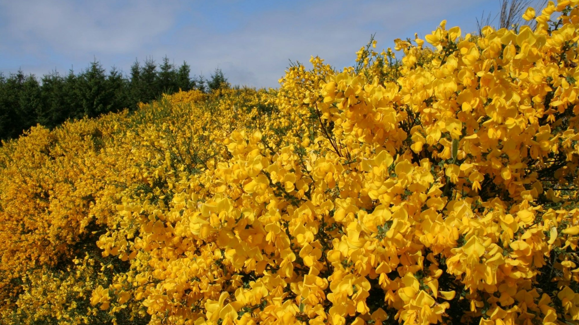Landschaft mit gelb blühendem Ginster