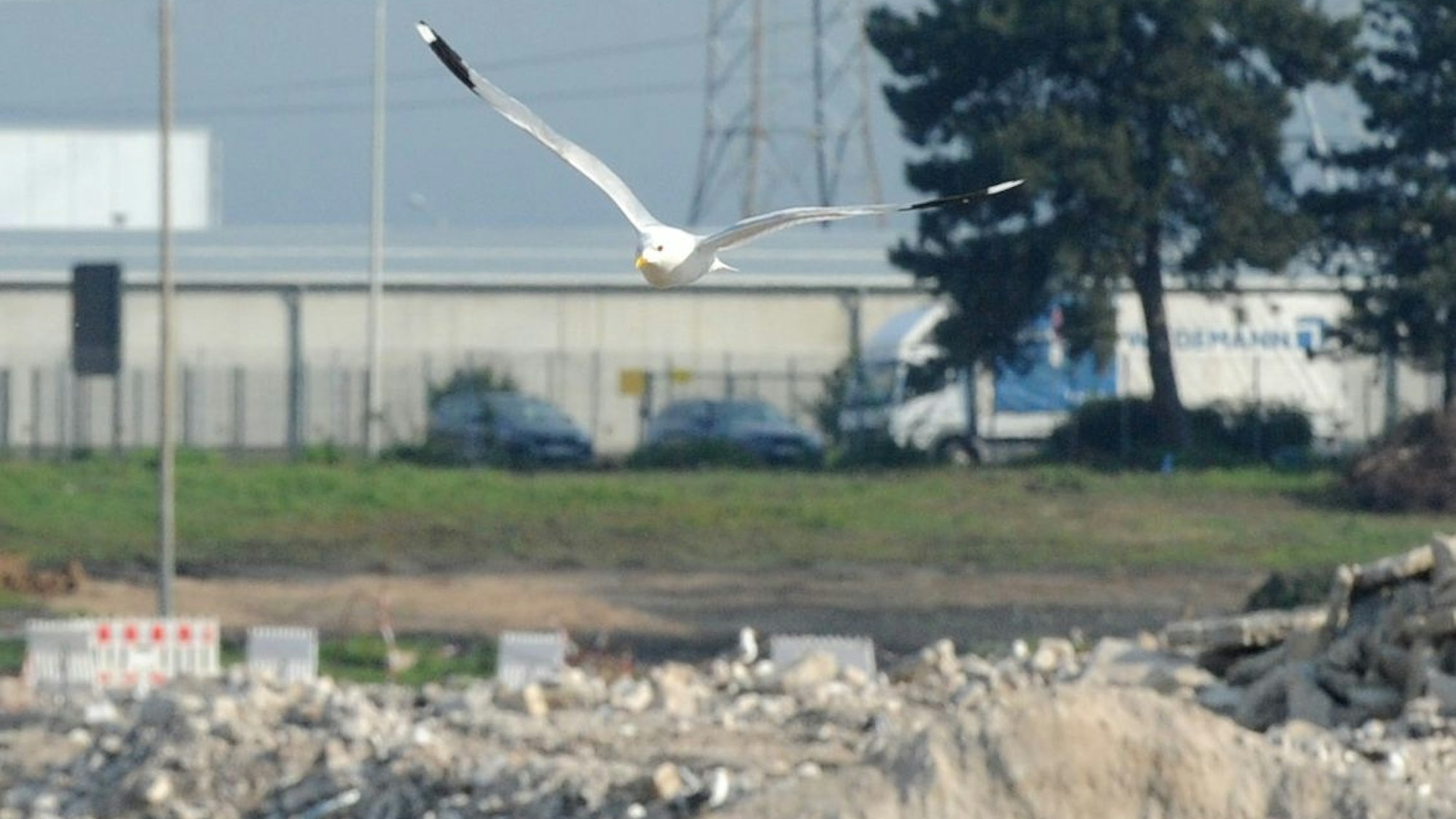 Auf dem Foto ist eine Möwe zu sehen. Sie kreist über dem ehemaligen Kaufhof-Lager, von dem nur noch Reste zu sehen sind.