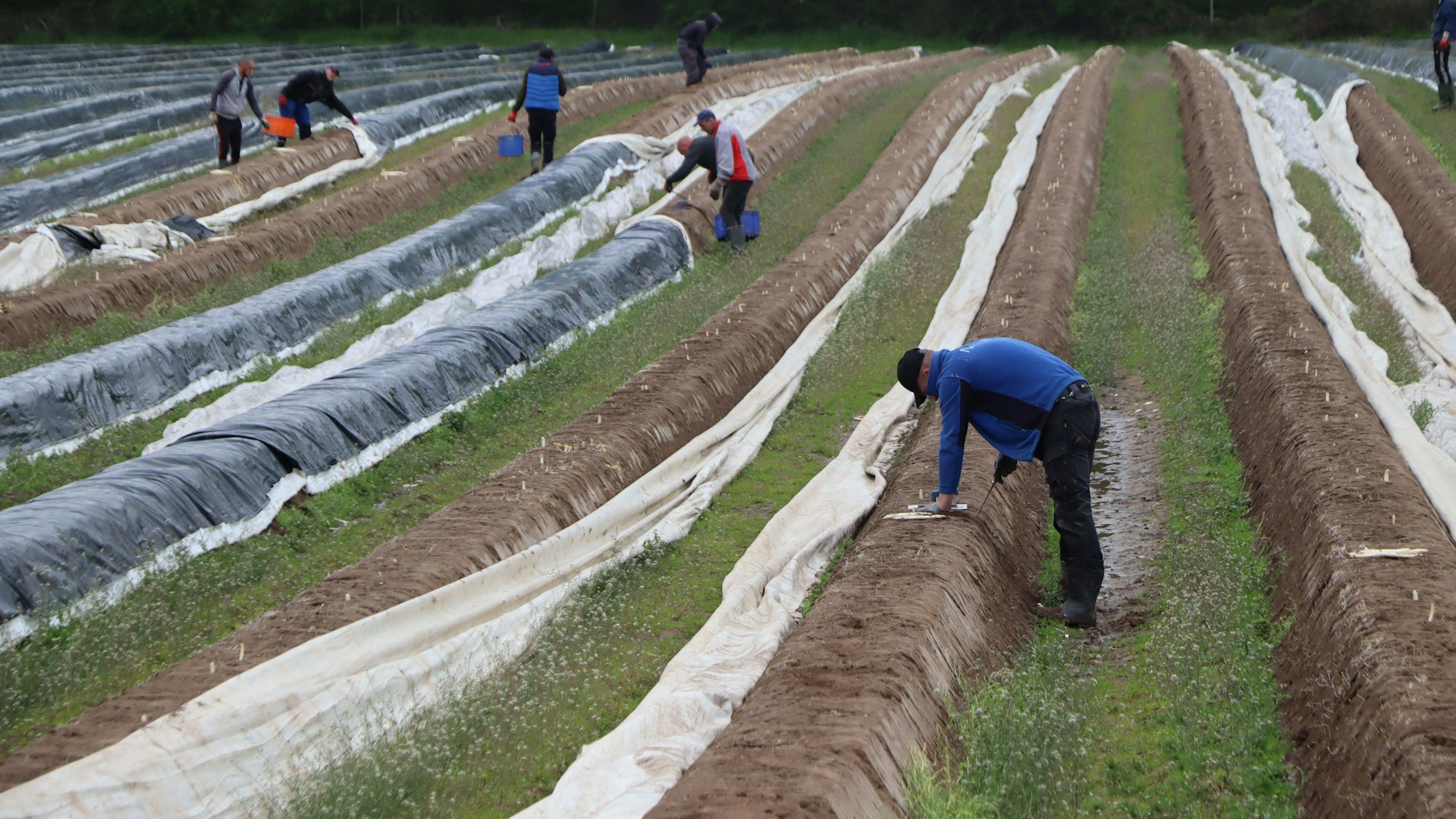 Auf dem Foto ist zu sehen, wie Arbeiter die Spargelstangen aus den Dämmen stechen. Die Planen, die das Gemüse schützen, sind zur Seite geschoben.