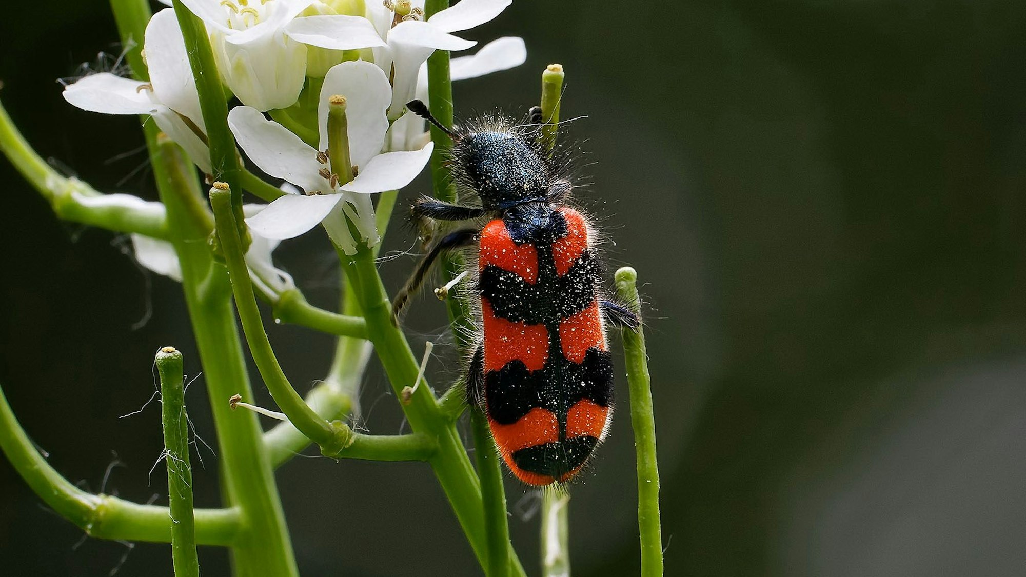 Ein Bienenkäfer.
