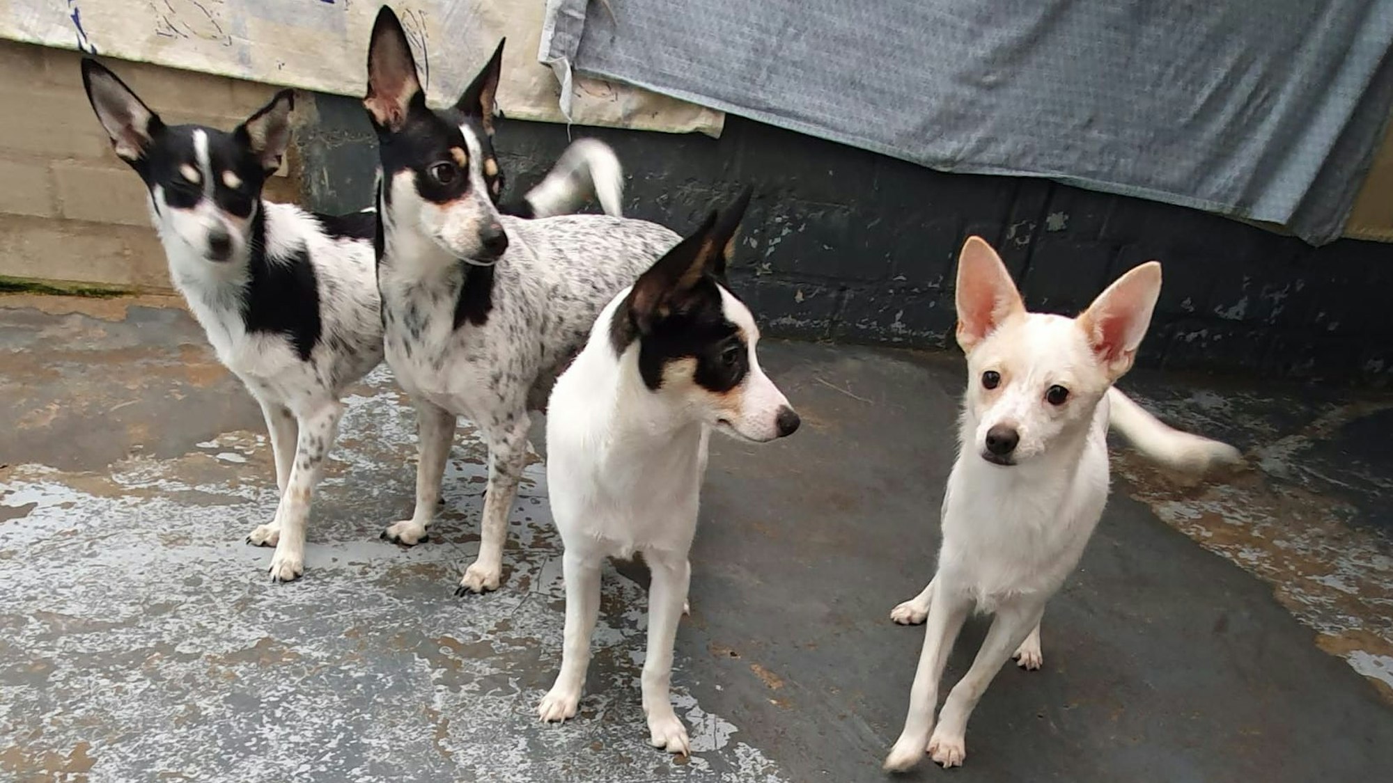Das Foto zeigt die Mischlingshunde nach ihrer Rettung.
