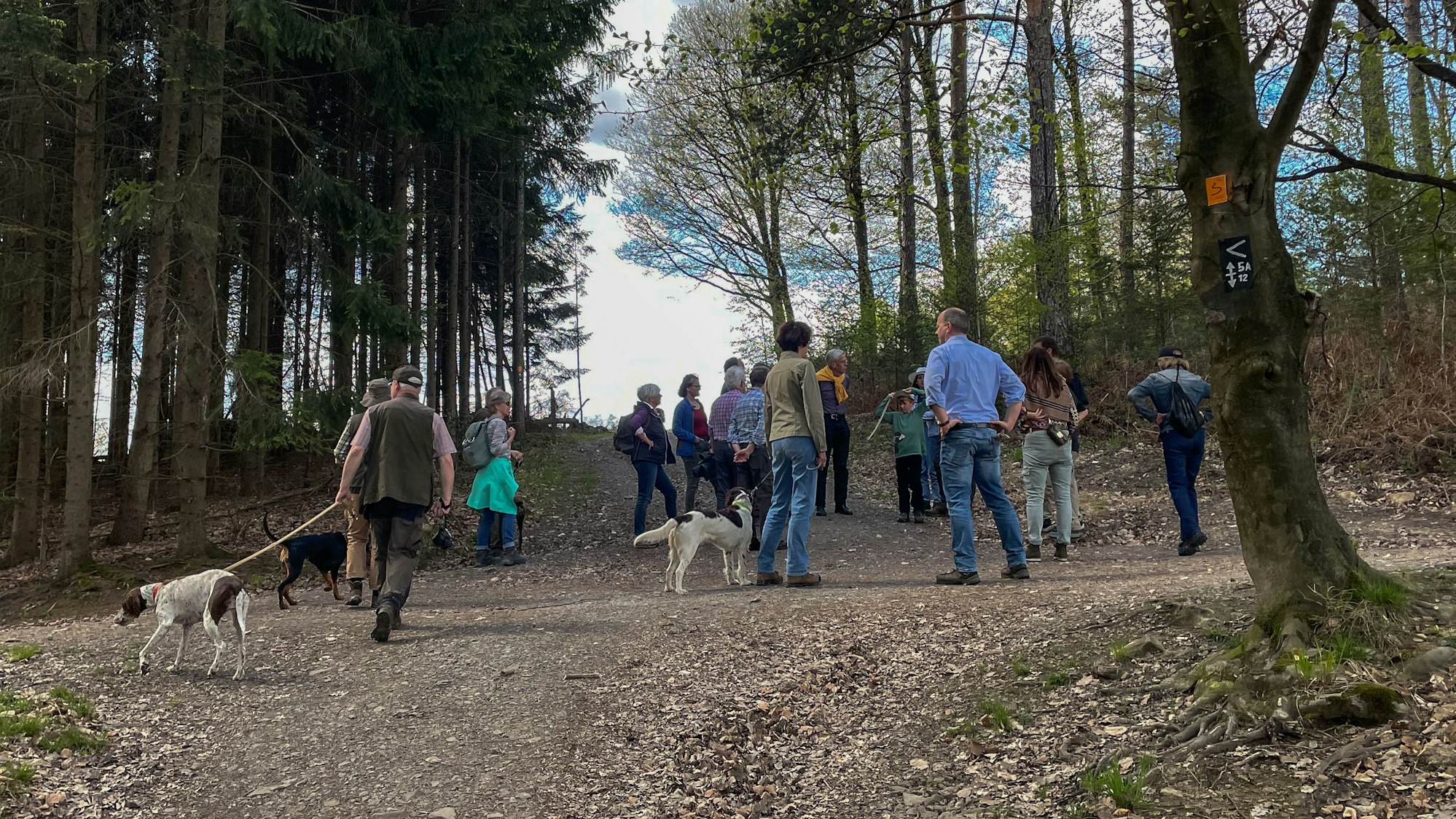 Auf der Waldwanderung mit der „Schutzgemeinschaft Deutscher Wald“ auf den Lüderich versammeln sich Teilnehmende zum Zwischenstopp. Eine Weggabelung mit vielen Menschen und einigen Hunden ist abgebildet.