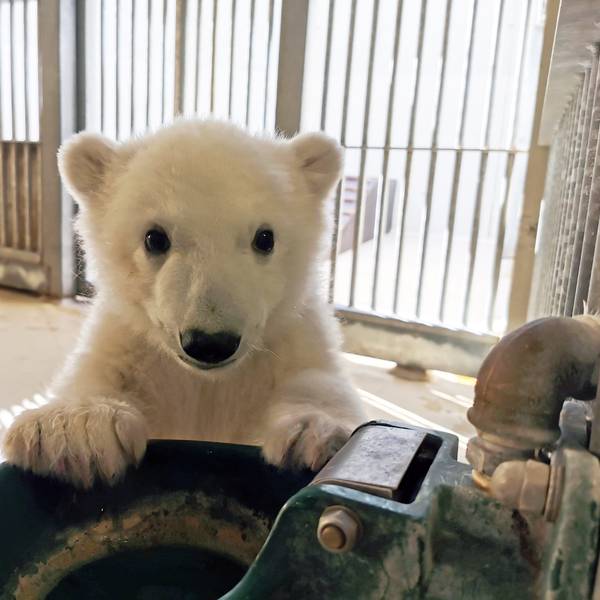 Das kleine Eisbärjunge im Tierpark Hagenbeck sitzt vor einem Wassertrog.