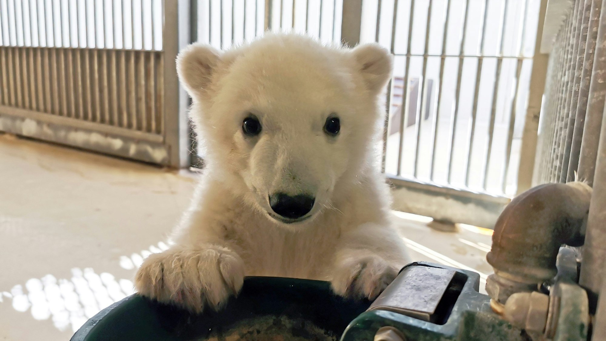 Das kleine Eisbärjunge im Tierpark Hagenbeck sitzt vor einem Wassertrog.