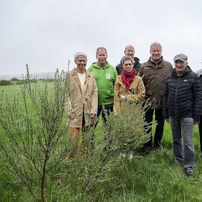 Auch wenn sich die Blüte des Ginsters erst zaghaft zeigt, wird sie am Wochenende mit dem Ginsterblütenfest gefeiert.