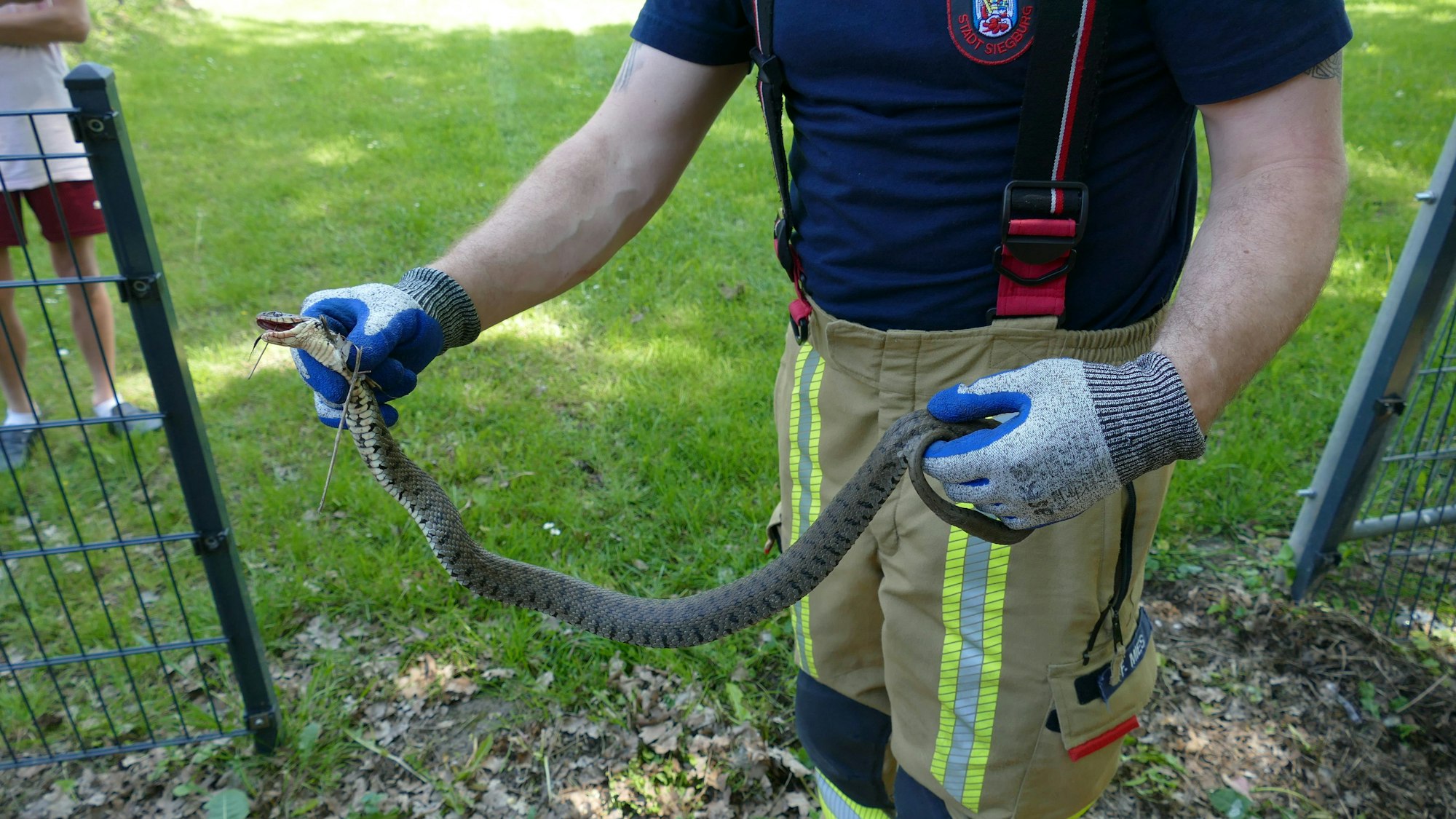 Ein Mann hält eine tote Schlange.
