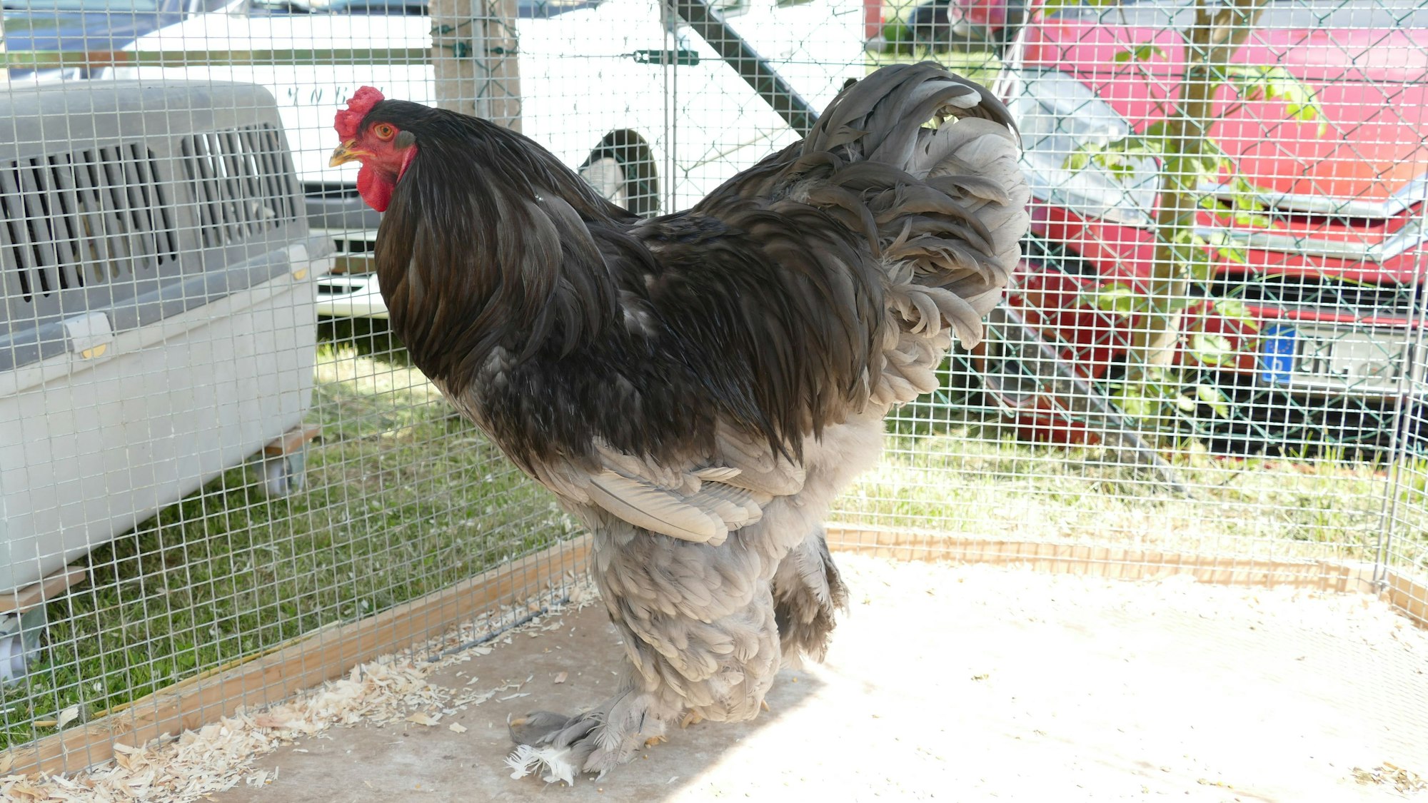 Ein Hahn in einem großen Käfig vor parkenden Autos