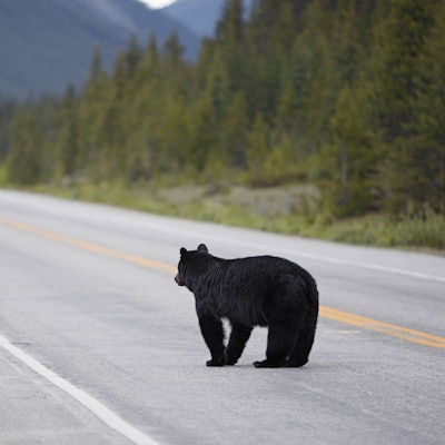 Ein amerikanischer Schwarzbär läuft über eine Straße im Banff Nationalpark in Kanada. (Archivbild)