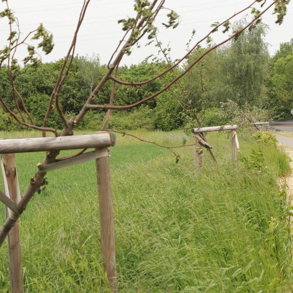 Das Foto zeigt abgesägte Bäume auf der Landstraße zwischen Stommeln und Fliesteden.