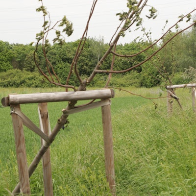 Das Foto zeigt abgesägte Bäume auf der Landstraße zwischen Stommeln und Fliesteden.