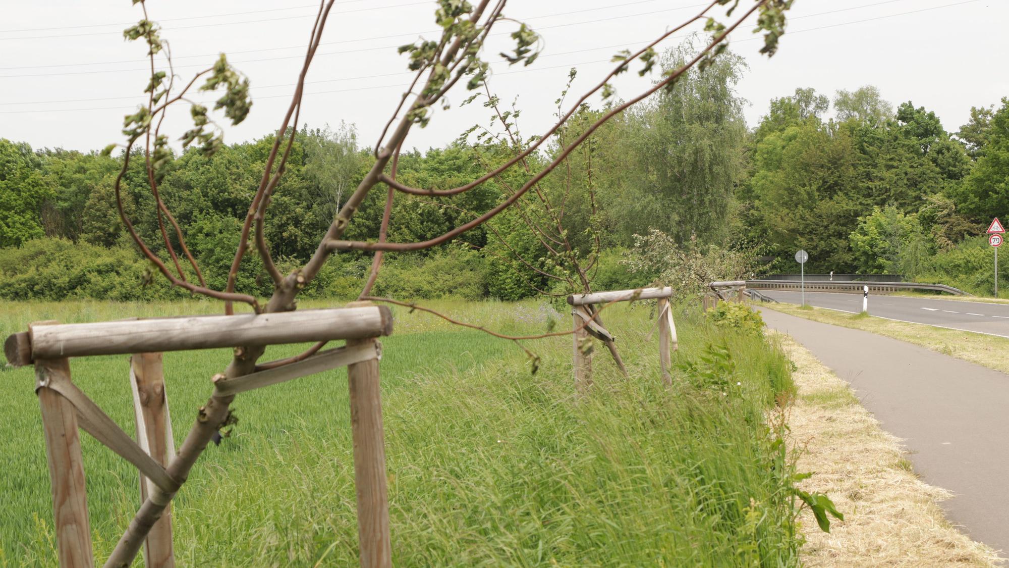 Das Foto zeigt abgesägte Bäume auf der Landstraße zwischen Stommeln und Fliesteden.