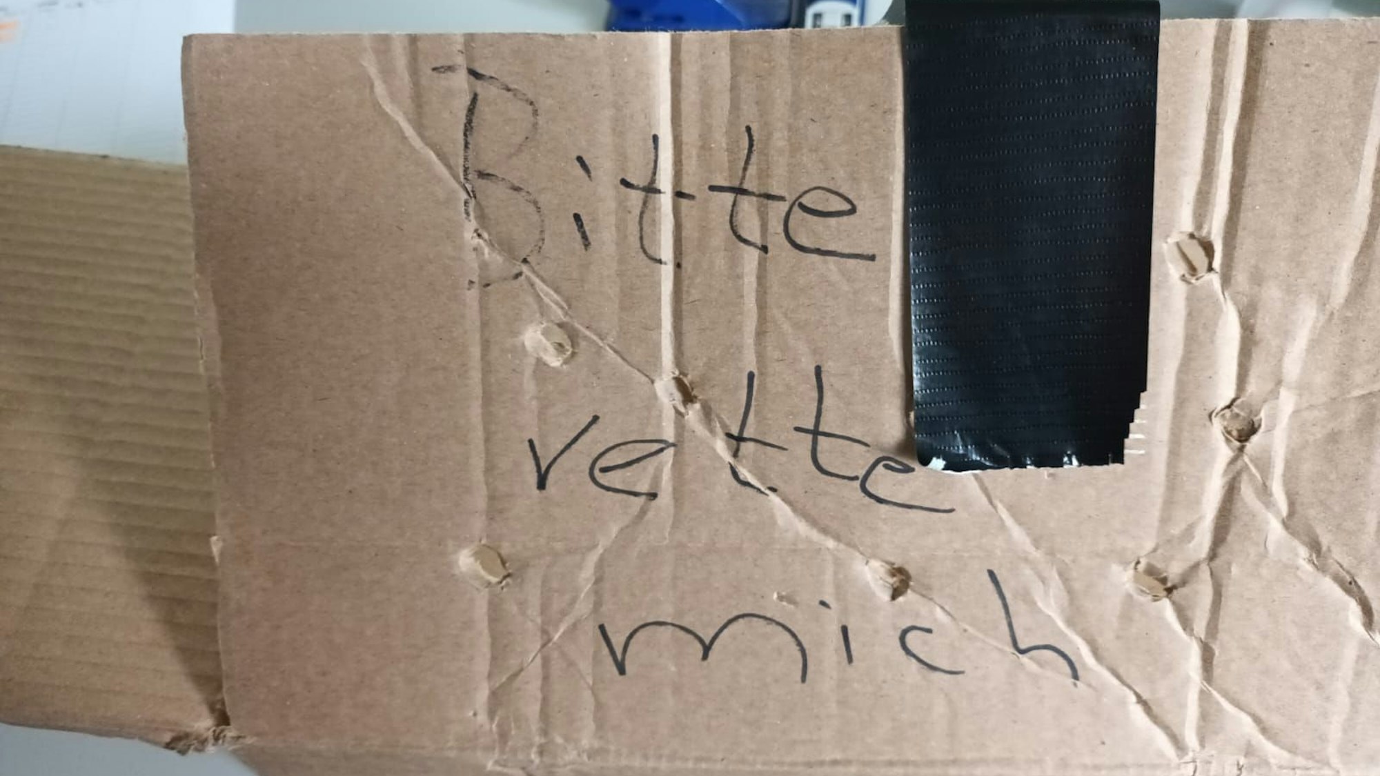 „Bitte rette mich“, stand auf dem Karton, den Mitarbeitende des Tierheims Bergheim vor dem Tor fanden.