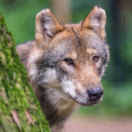 Ein Wolf schaut in einem Wildpark hinter einem Baum hervor.