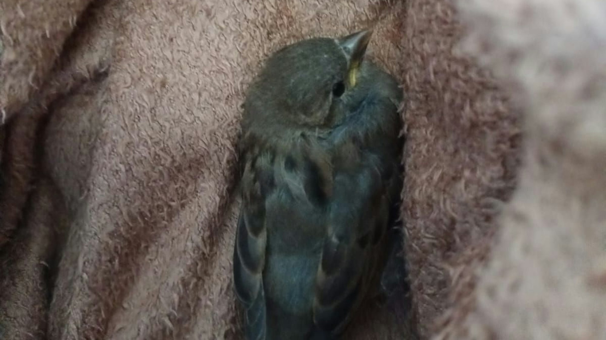 Ein kleiner Spatzenvogel sitzt zusammengekauert auf einem weichen Handtuch.