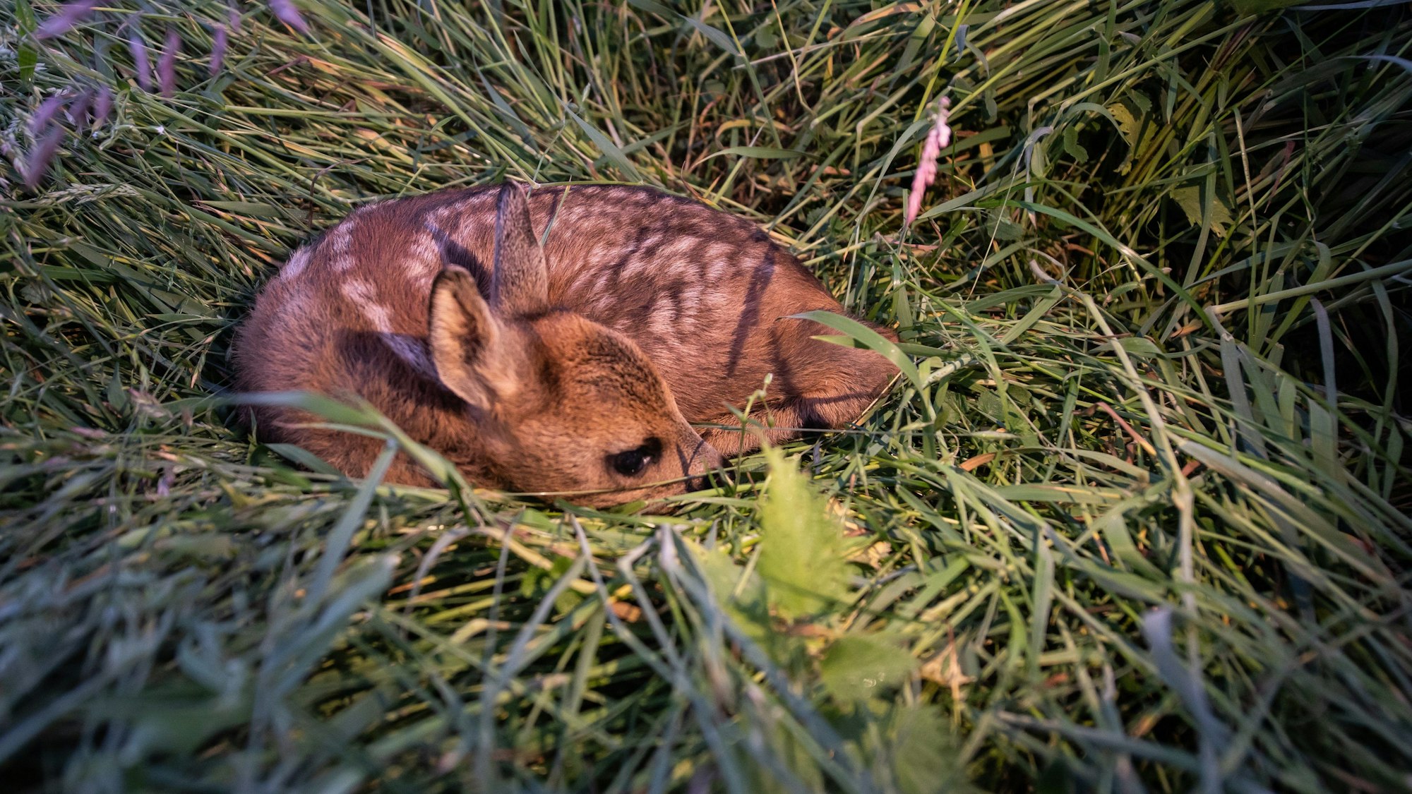 Rehkitze liegt im Gras.