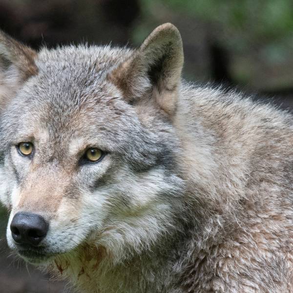 Ein Wolf (canis lupus) in Nahaufnahme mit braun-grauem Fell, hellbraunen Augen und schwarzer Schnauze.