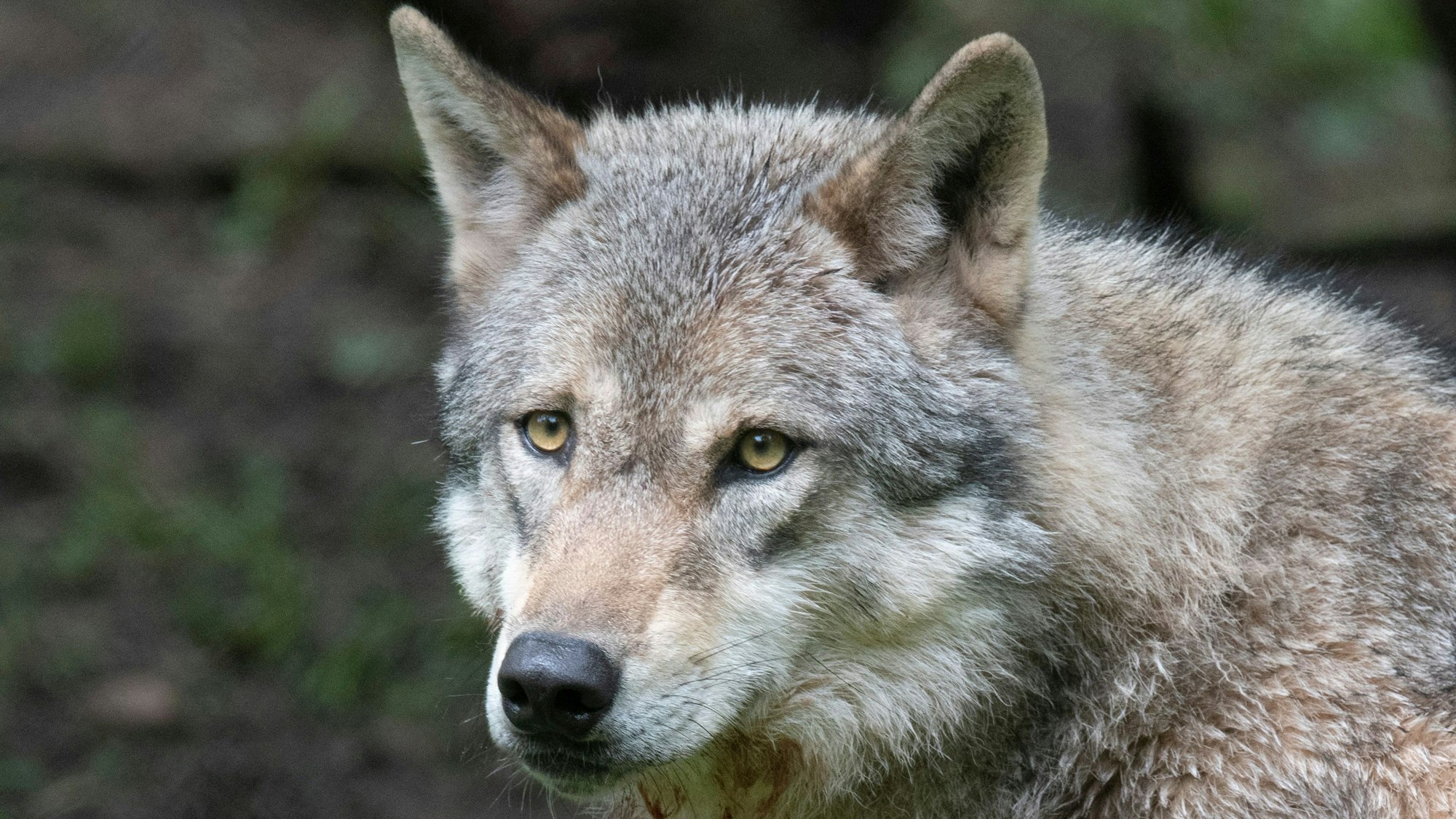 Ein Wolf (canis lupus) in Nahaufnahme mit braun-grauem Fell, hellbraunen Augen und schwarzer Schnauze.