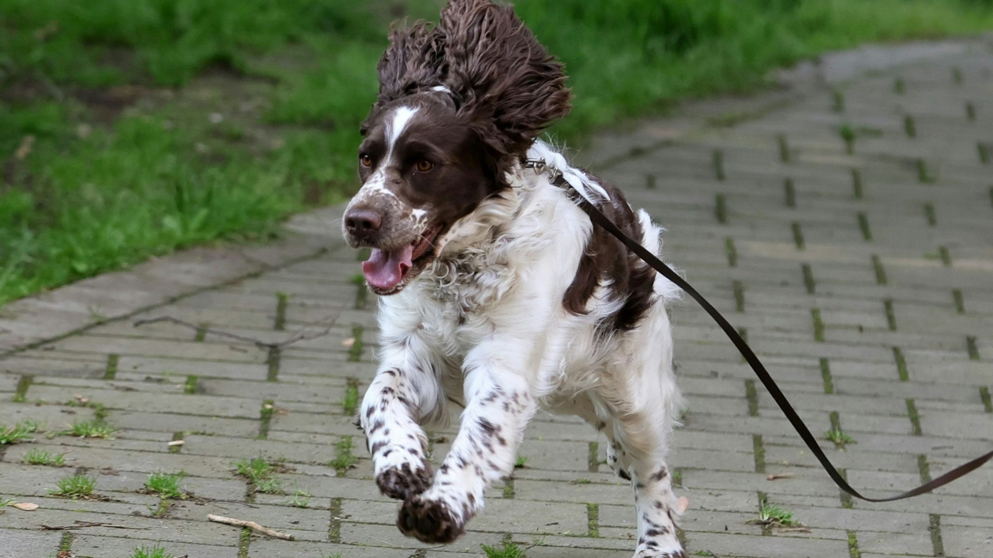 Hündin Linn rennt über den Schulhof.