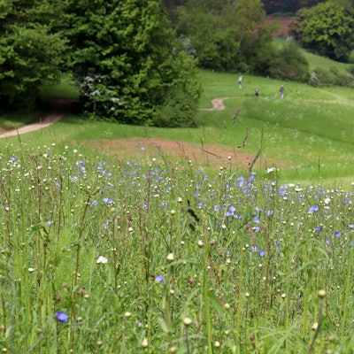 Der Fotograf steht mitten in einer Blumenwiese auf dem Golfplatz in Eschweiler. Im Hintergrund sind unscharf ein paar Golfer zu erkennen.