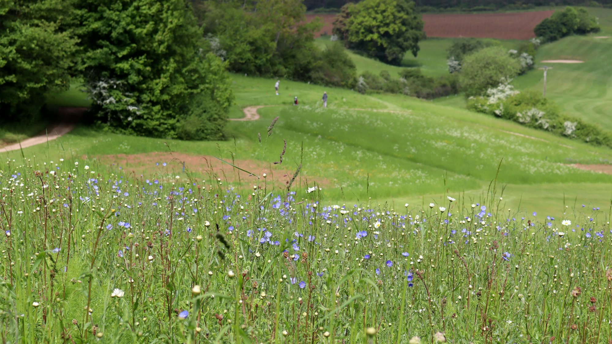 Der Fotograf steht mitten in einer Blumenwiese auf dem Golfplatz in Eschweiler. Im Hintergrund sind unscharf ein paar Golfer zu erkennen.