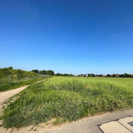 Man sieht eine saftige grüne Wiese, in der Ferne den Rand der Wohnbebauung des heutigen Ortes Rondorf.
