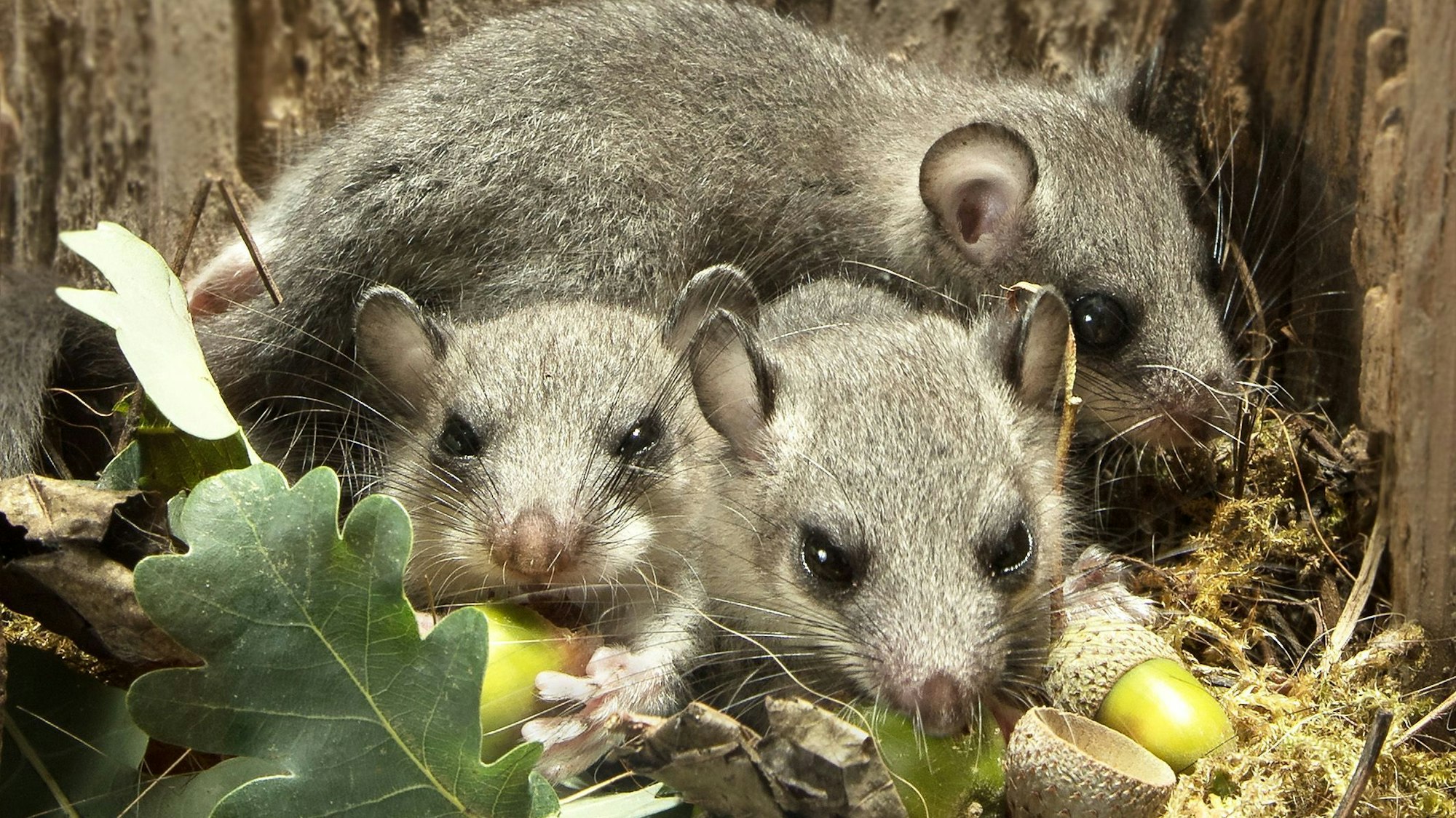 Drei junge Siebenschläfer in ihrer Nisthöhle