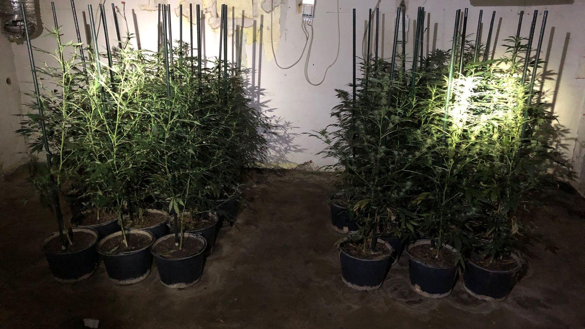 Eine Marihuana-Plantage in einem dunklen Raum.