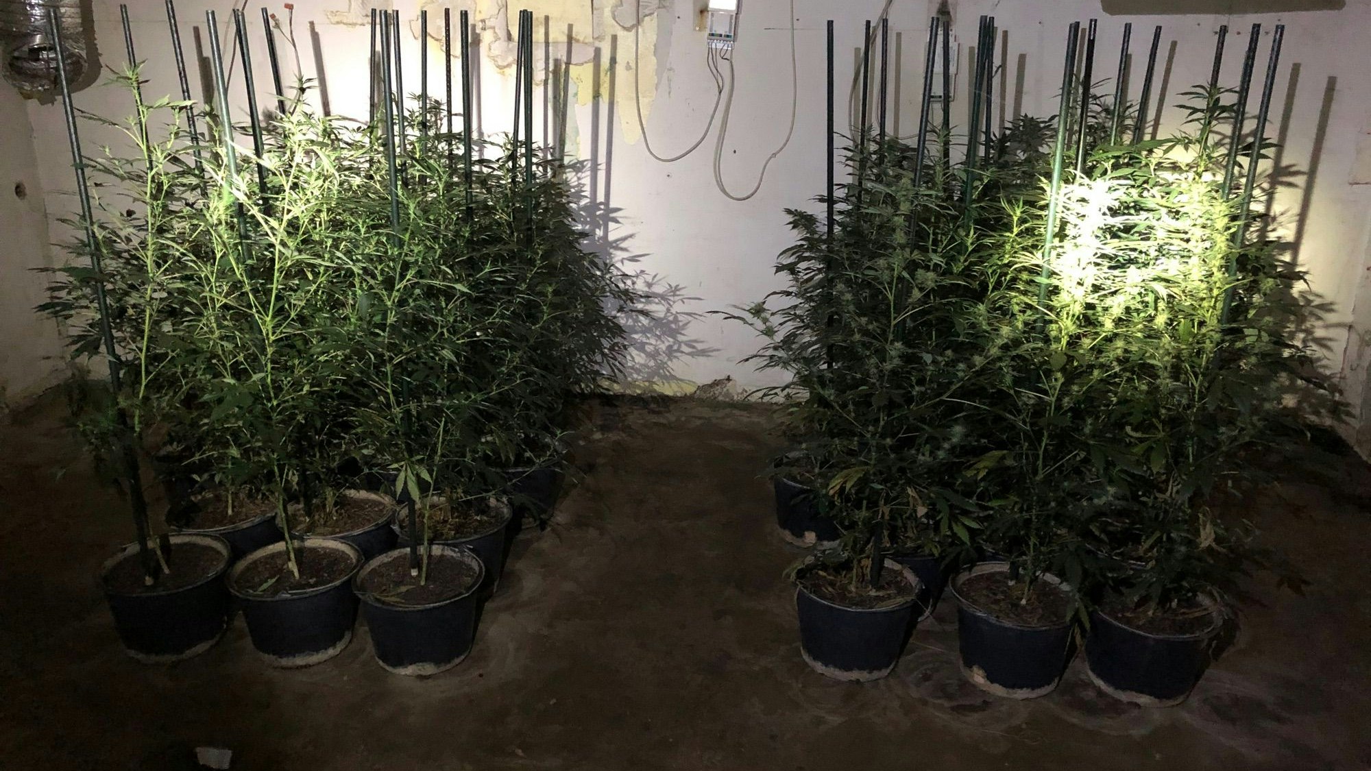 Eine Marihuana-Plantage in einem dunklen Raum.