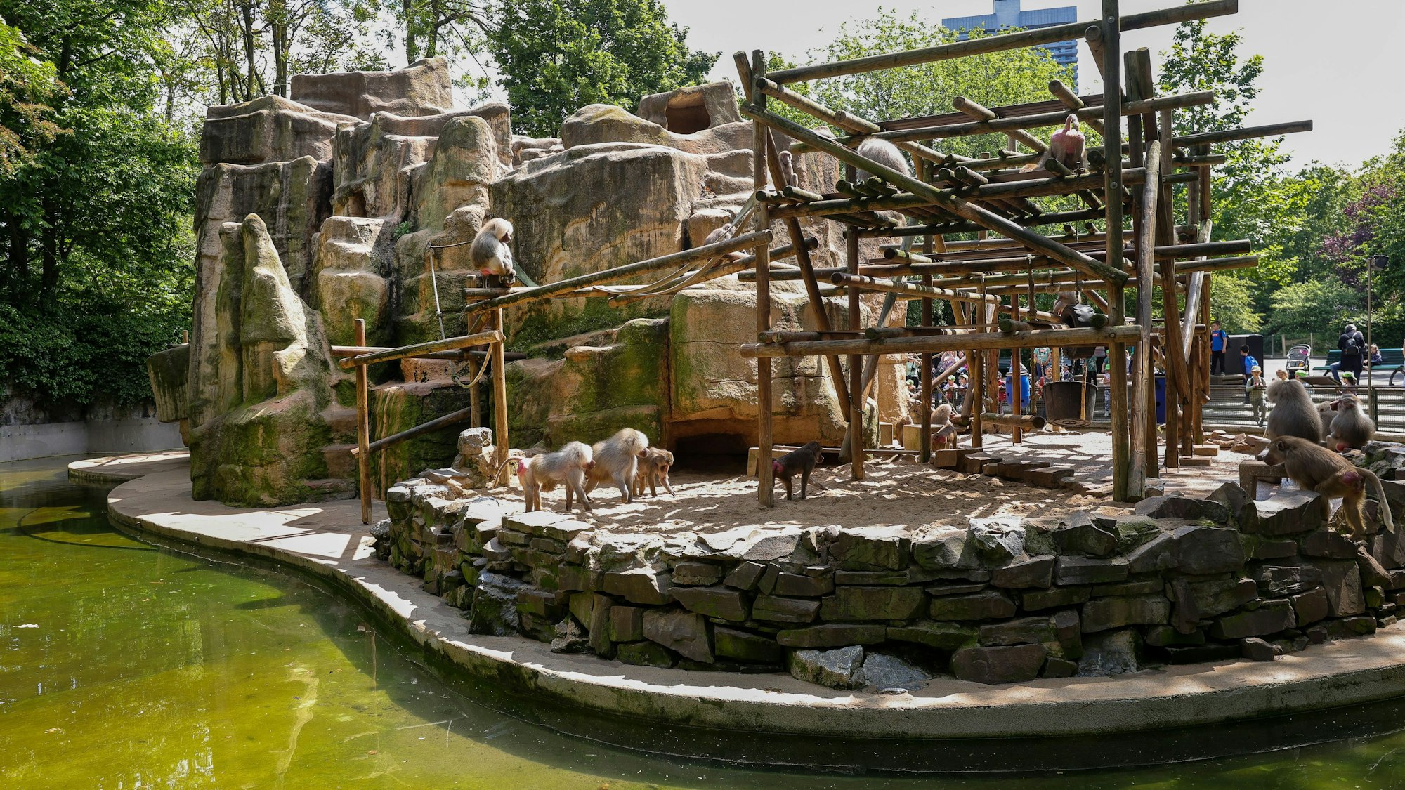 Von Wasser umgebene Felsinsel, auf der Paviane herumlaufen und klettern