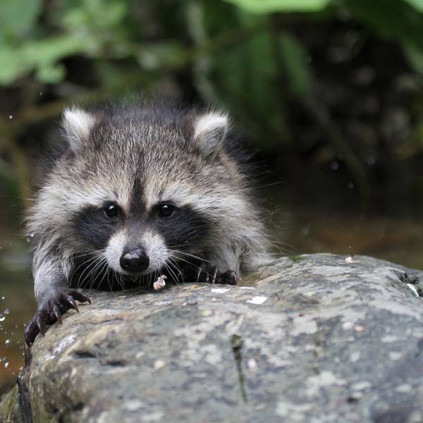 Ein Waschbär sitzt auf einem Stein an einem Gewässer.